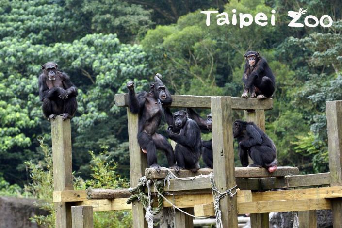 每年夏天，保育員也會為黑猩猩準備水果冰消暑（詹德川攝）