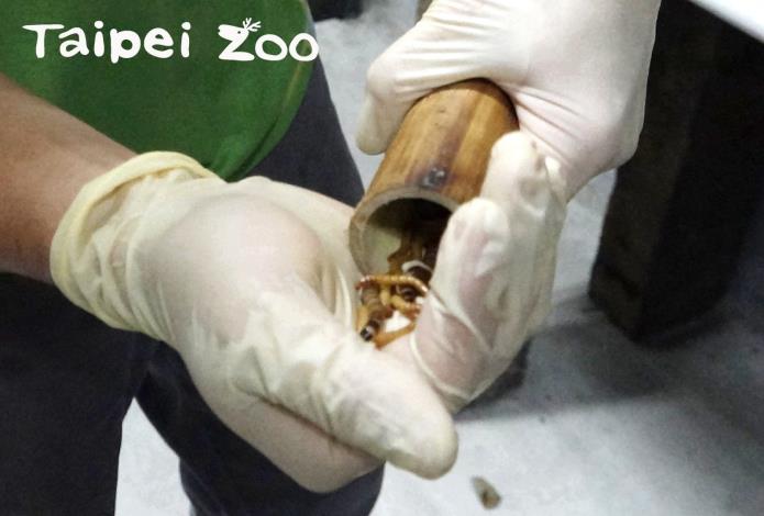 保育員為了延長指猴的進食時間，增進行為豐富化，會將麵包蟲等昆蟲裝進竹筒中.JPG