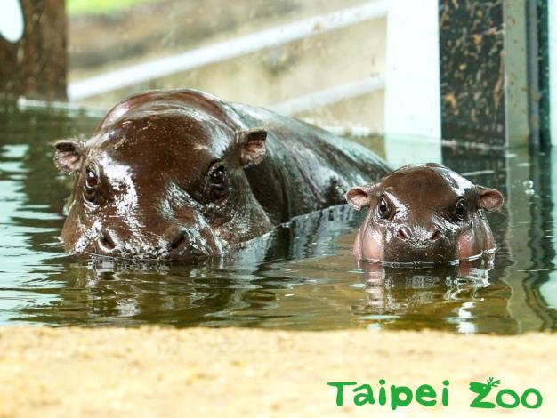 大家記得到非洲動物區和我招呼唷！（臺北市立動物園-詹德川攝）