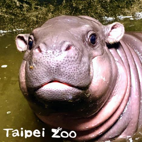 你看我是不是長的頭好壯壯？（壽山動物園提供-侏儒河馬「春圓」的寶寶）