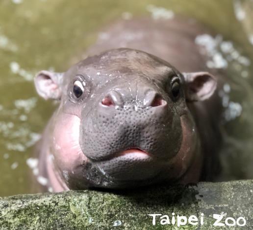 我是小男生唷！（壽山動物園提供-侏儒河馬「春圓」的寶寶）
