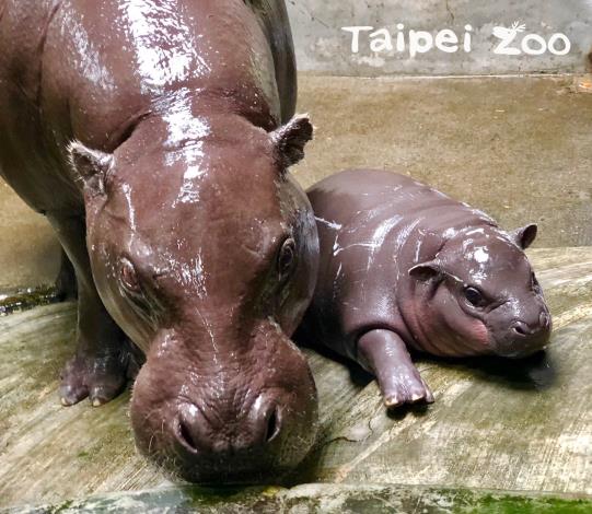 侏儒河馬媽媽「春圓」和寶寶形影不離（壽山動物園提供）