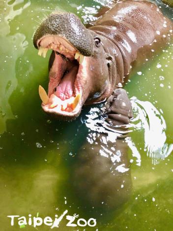 育幼中的侏儒河馬媽媽可是很兇的（壽山動物園提供-「春圓」和寶寶）