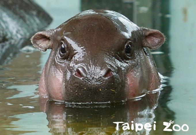 你在看我嗎？（臺北市立動物園-詹德川攝）