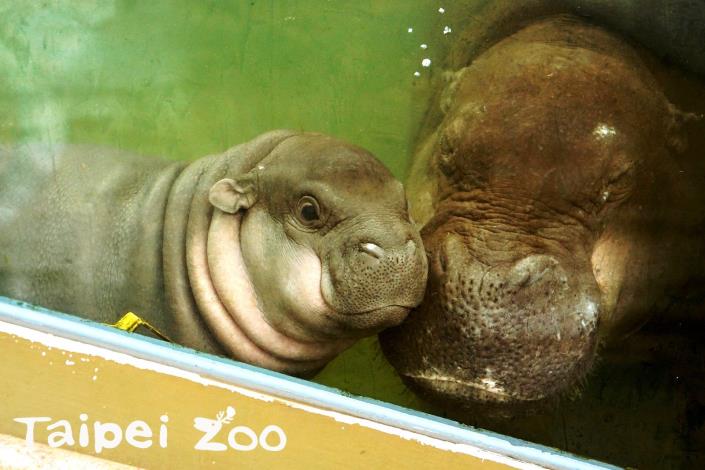 侏儒河馬寶寶「秋祥」：我最愛媽咪了！（臺北市立動物園-詹德川攝）