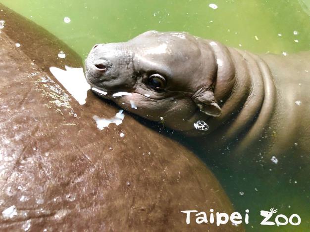 最喜歡和媽媽撒嬌了（壽山動物園提供-侏儒河馬「春圓」和寶寶）