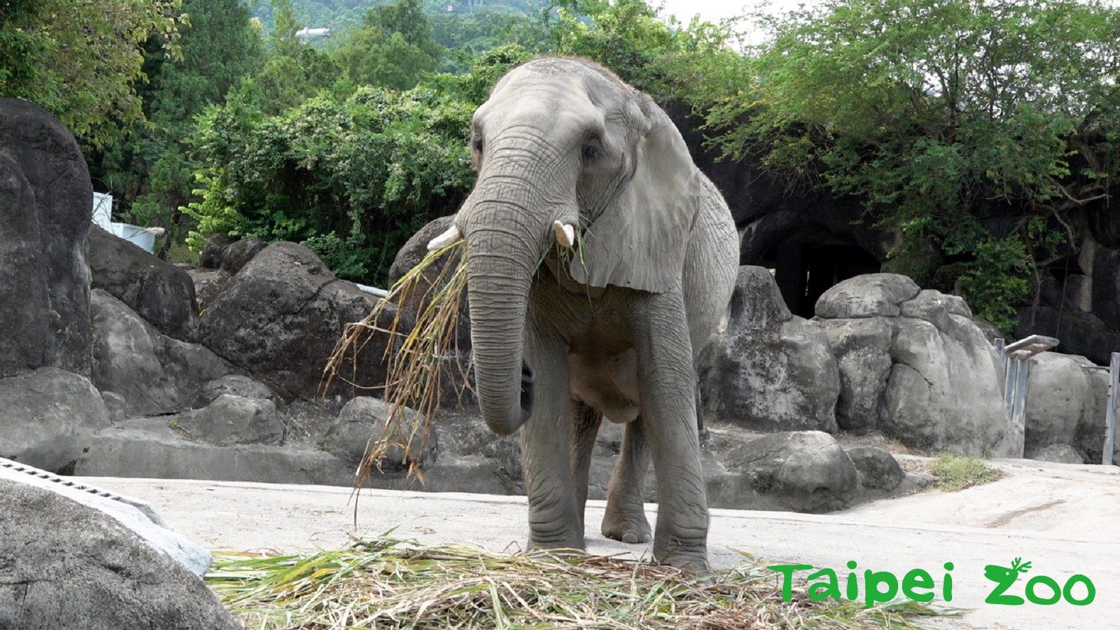 臺北市立動物園 新聞稿 非洲象練梅花樁 初級版 手 到擒來