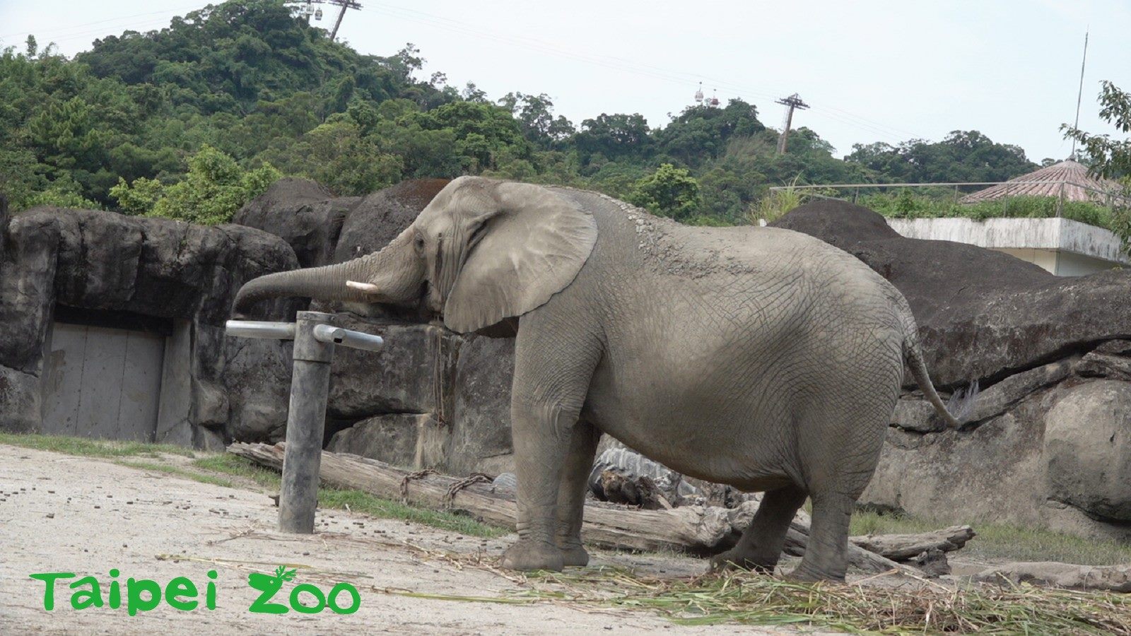 臺北市立動物園 新聞稿 非洲象練梅花樁 初級版 手 到擒來