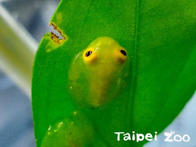 「弗氏玻璃蛙」身上主要為綠色，最大外貌特點就是腹部如玻璃般的透明皮膚，可以清楚看到內部的臟器及血管