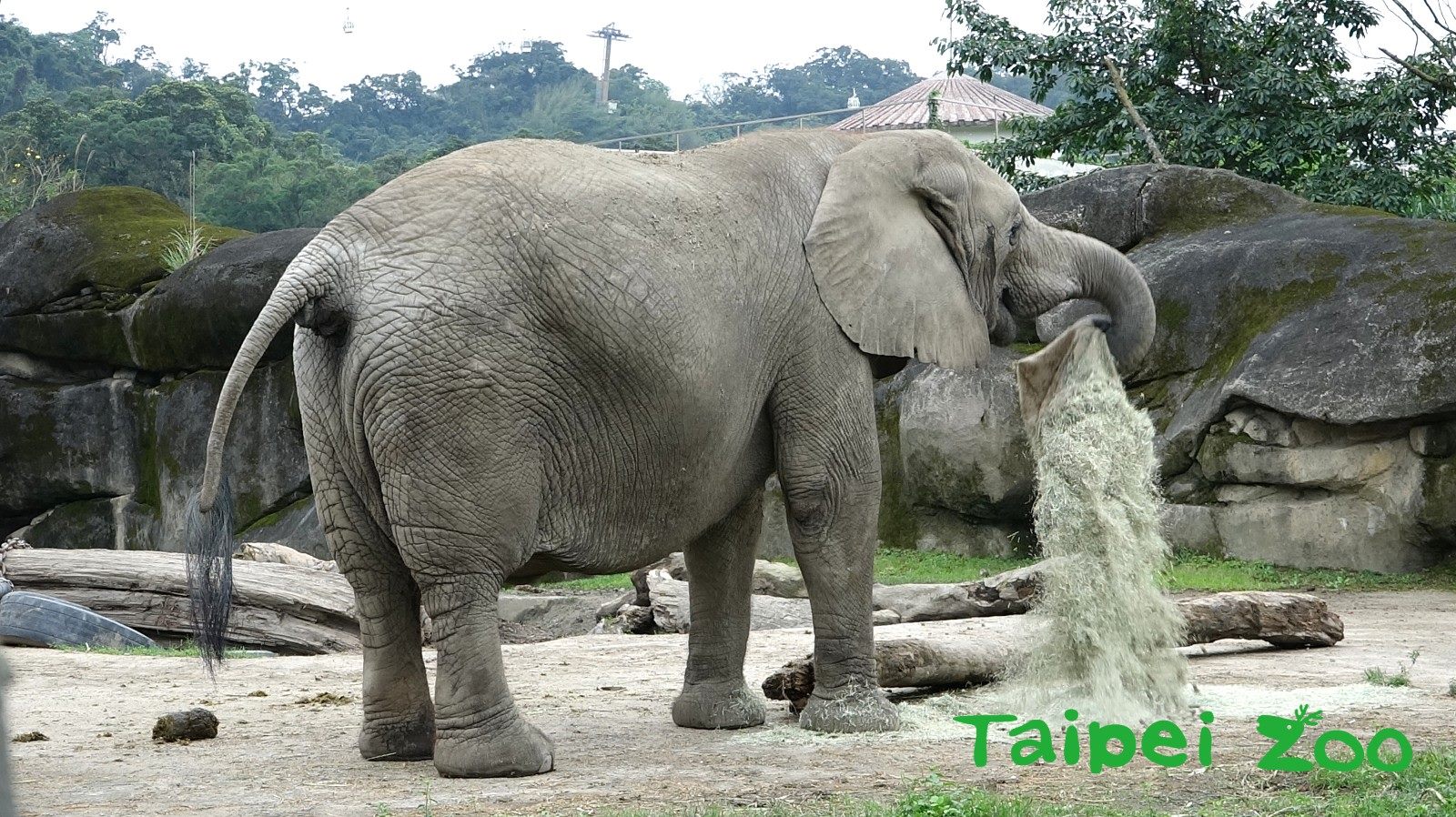 臺北市立動物園 新聞稿 大象誠徵保育員 面試過程超震撼