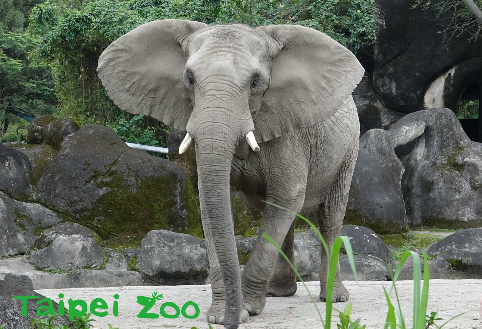 臺北市立動物園 新聞稿 大象誠徵保育員 面試過程超震撼