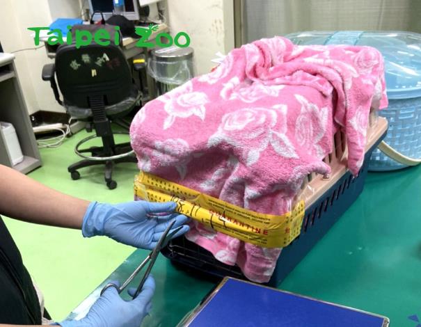 歐亞水獺寶寶的王醫師一抵達松山機場，立刻就搭上臺北市立動物園公務車返回檢疫救傷中心（張祐佳攝）