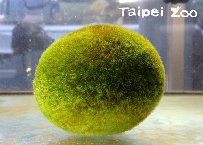住在日本阿寒湖底的毬藻們，會隨著水波滾動