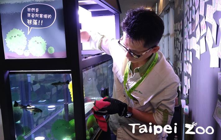 毬藻的日常照養，入門工作就是一週一次的藻缸環境清潔與基本檢查