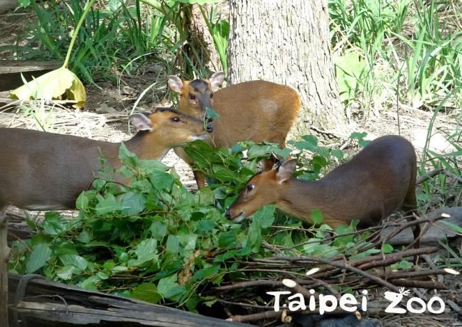 山羌屬於植食性動物，每天需要攝取大量的樹葉蔬果