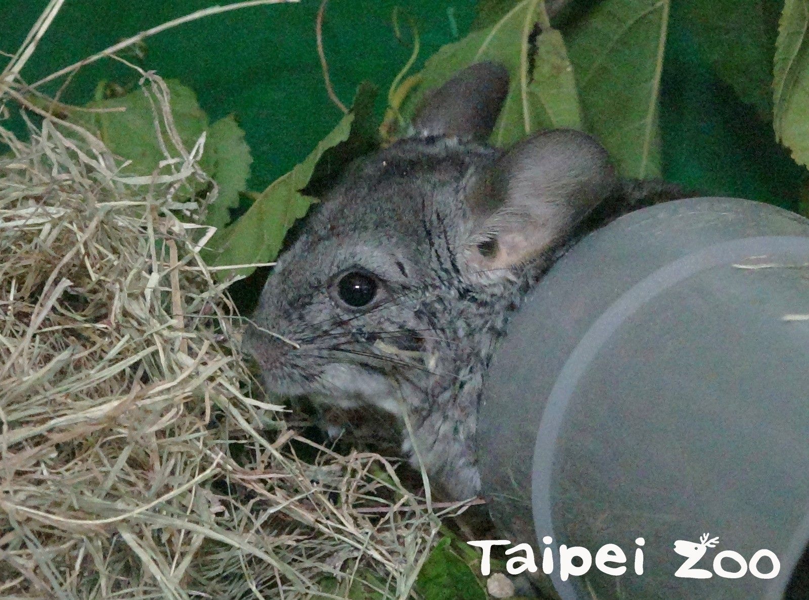 臺北市立動物園-新聞稿-保育員牽紅線-絨鼠家族報喜