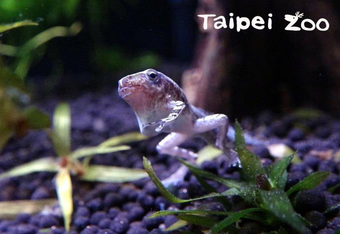 民眾到昆蟲館的水棲昆蟲區，常看到生態箱裡有蝌蚪，甚至已經長出4隻腳