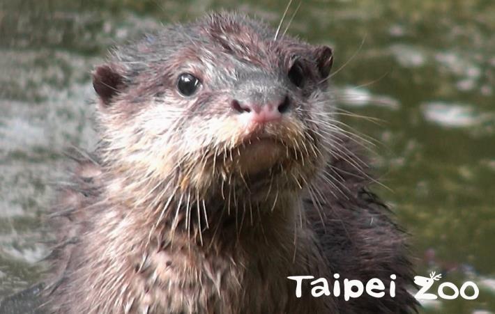 小爪水獺「小蝸」長大了唷！