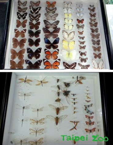 昆蟲標本展示
