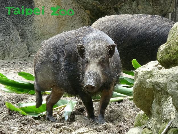 歡迎大家趁著2019年的尾聲，來親眼看看這群「豬隊友」們吧！