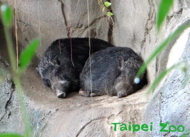 「山茶」、「山櫻」姊妹倆感情特別好