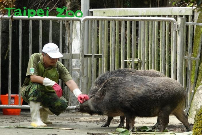 保育員使出「愛的摸摸」討臺灣野豬歡心