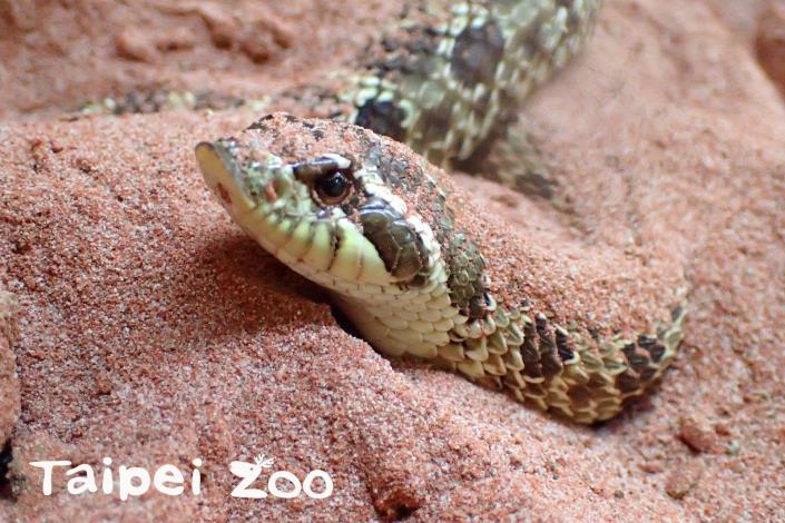 鼠年即將來臨，大家不妨在告別豬年前，來兩棲爬蟲館看看這些可愛且溫馴的「豬鼻蛇」！（薛庭安攝）