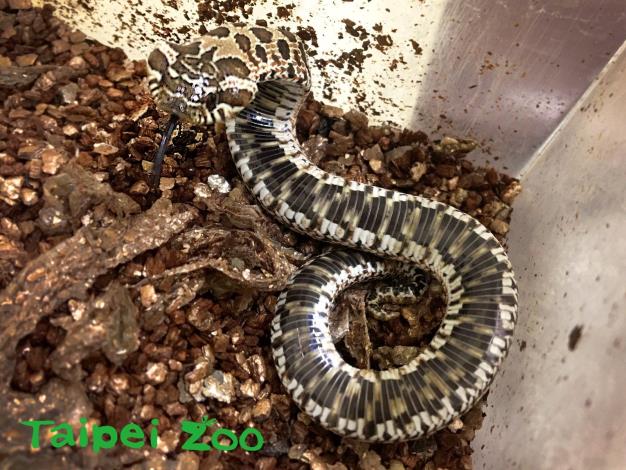 豬鼻蛇裝死時會將腹部朝上、張開嘴巴露出舌頭（薛庭安攝）