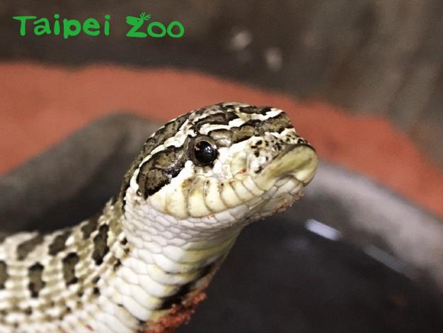 豬鼻蛇擁有一對像豬一般的鼻子（薛庭安攝）