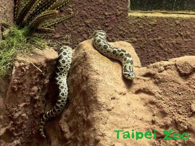 豬鼻蛇的毒性非常微弱，只能對蟾蜍等小動物造成危害，對人類是無害的（薛庭安攝）