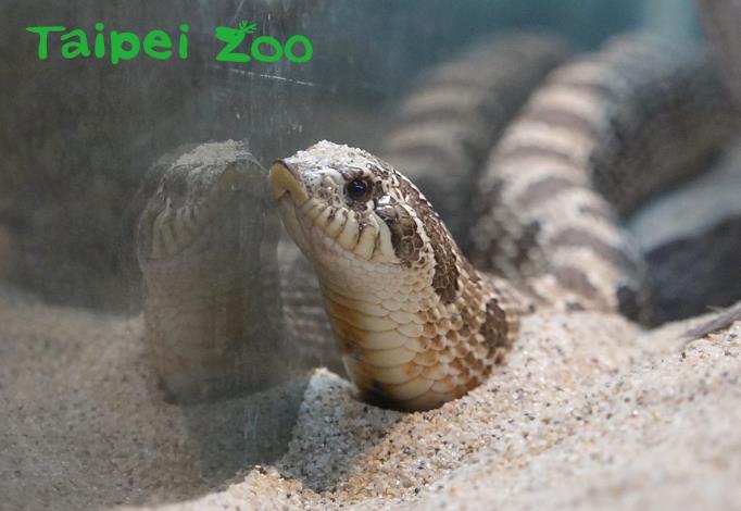 豬鼻蛇生長於乾燥沙地和矮草原，身上深褐色斑塊是牠們的最佳保護色