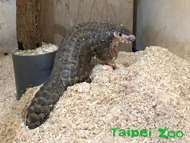 歡迎大家來動物園上網猜元宵燈謎，有免費的wifi讓你走到哪上到哪！（穿山甲-林宣足攝）