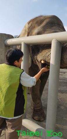 抽血完畢獸醫師也送上食物獎勵非洲象乖乖配合（方建華攝）
