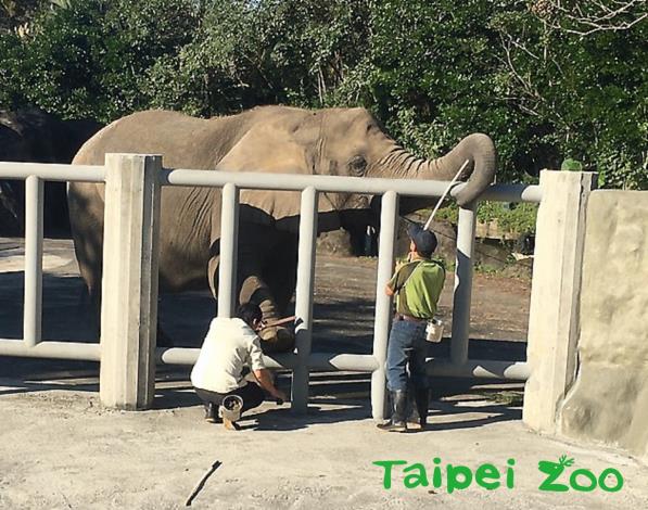 臺北市立動物園的非洲象戶外活動場新教室正式啟用（高雋攝）