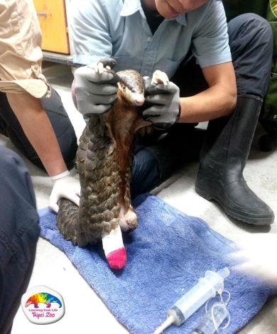 受傷穿山甲治療中