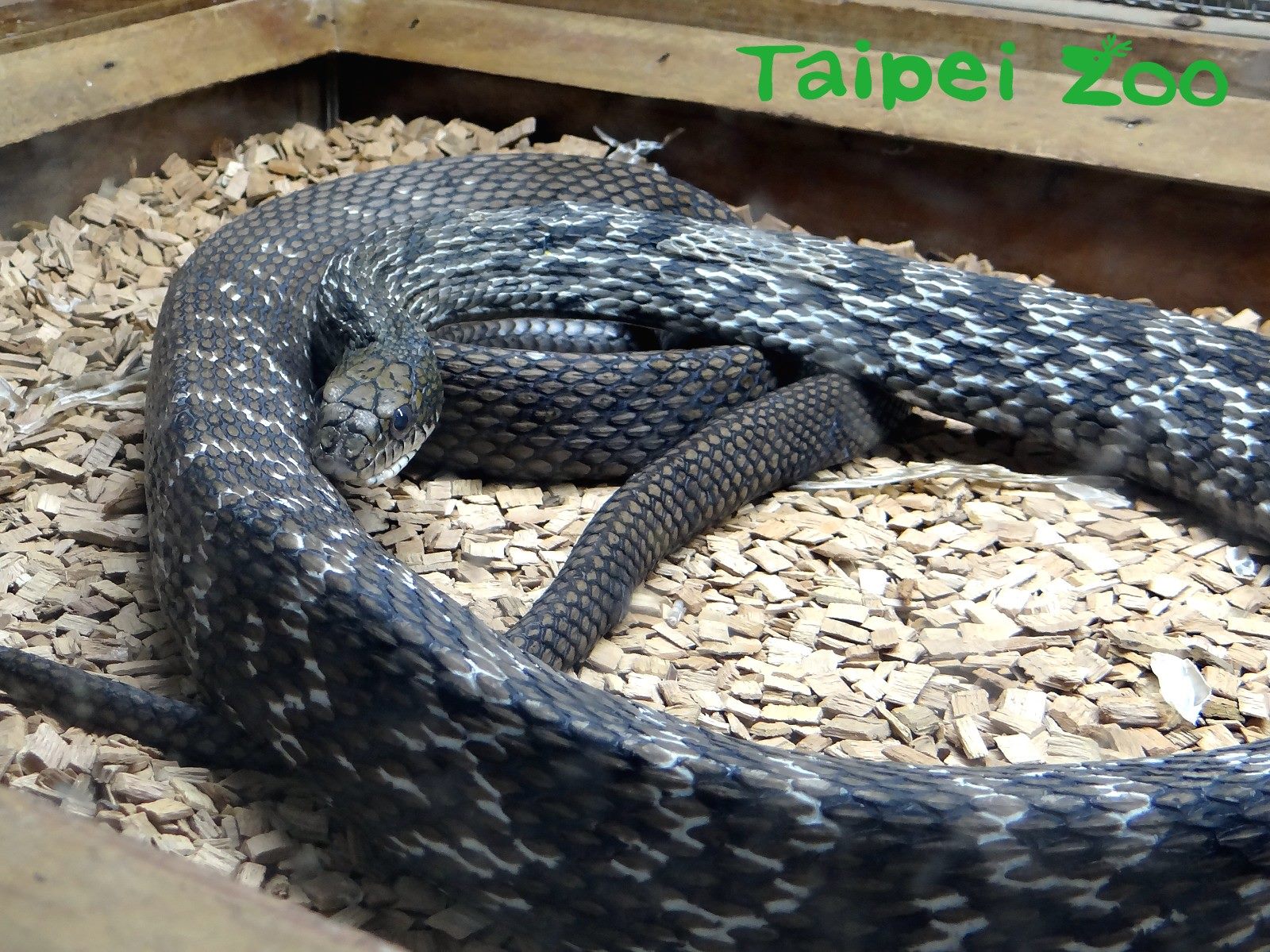 臺北市立動物園 新聞稿 蛇與我之間的距離 蛇為何出現我身邊