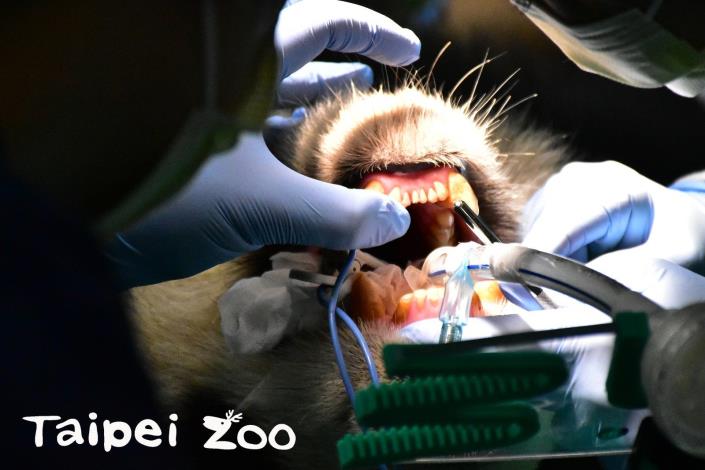 趁著麻醉的機會，獸醫師也為大貓熊「圓圓」仔細的檢查牙齒