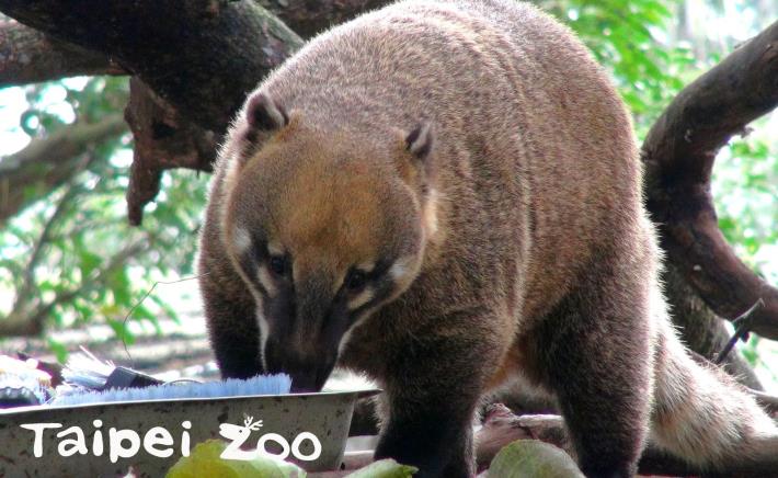 長鼻浣熊是三種浣熊科動物裡白天最活躍的