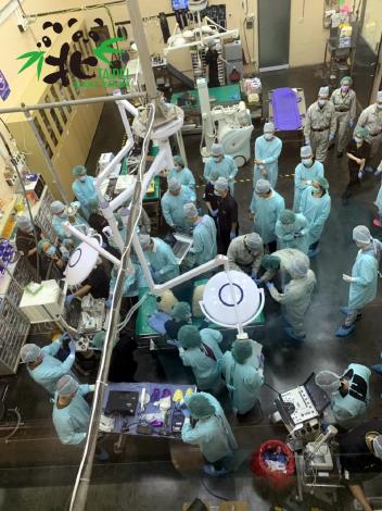 在眾多專業醫師的分工合作下，大貓熊「圓仔」首次健康檢查順利於2小時內完成