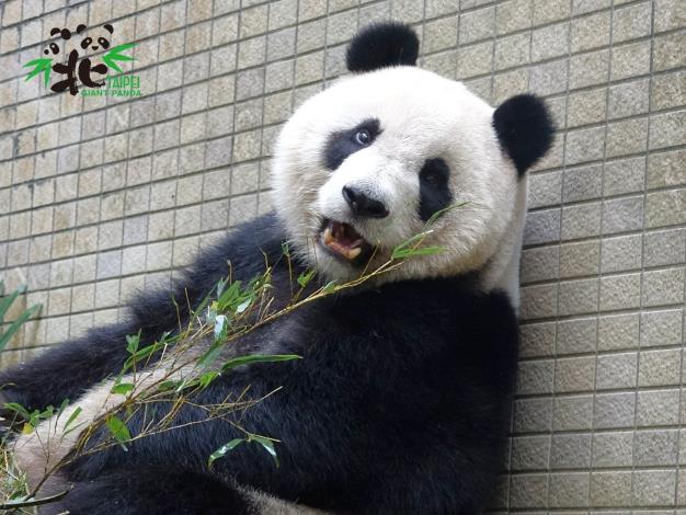 大貓熊「圓仔」整體的健康情況良好