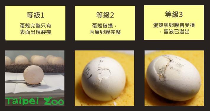 針對蛋的損傷，保育員會先評估受損程度、並進行級別分類（戴為愚提供）