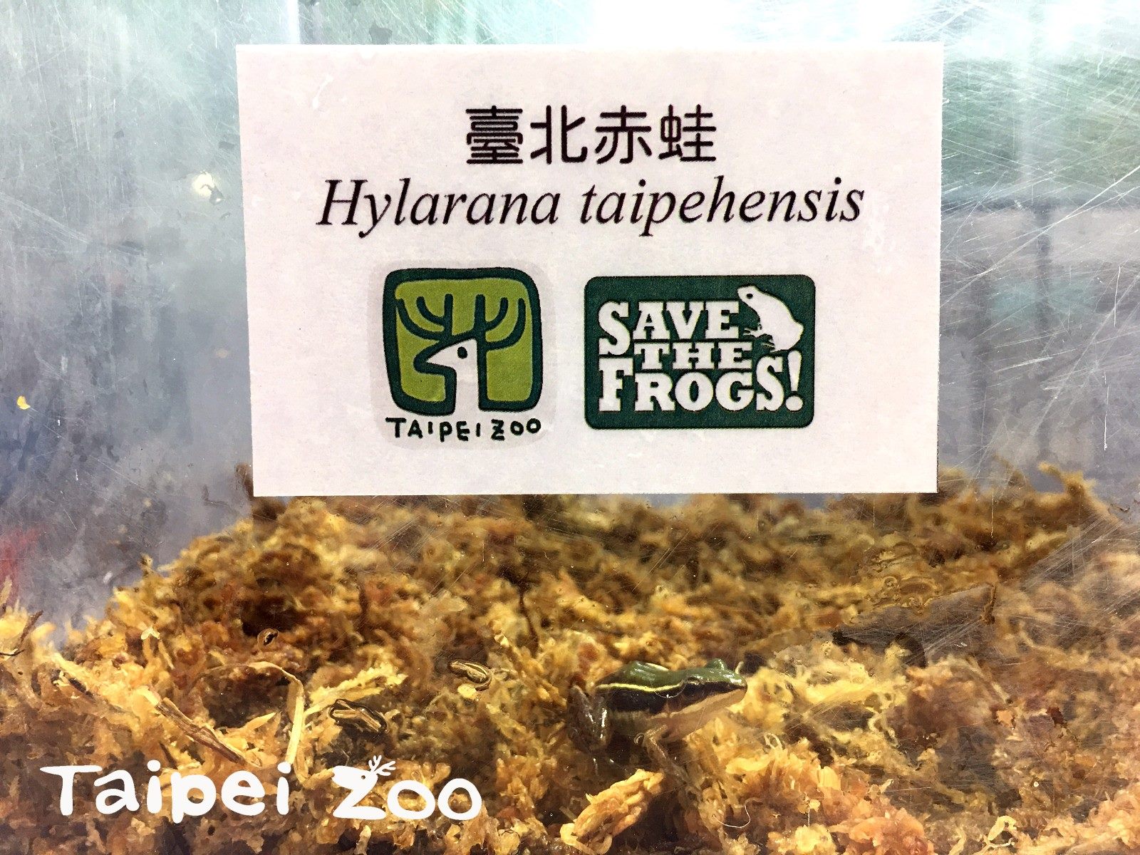 即將出發重返野外棲地的臺北赤蛙們