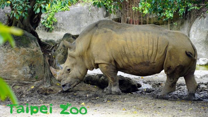 當年的犀牛寶寶「犀奇」早已順利長大成熟，轉借到高雄壽山動物園進行繁衍族群的任務