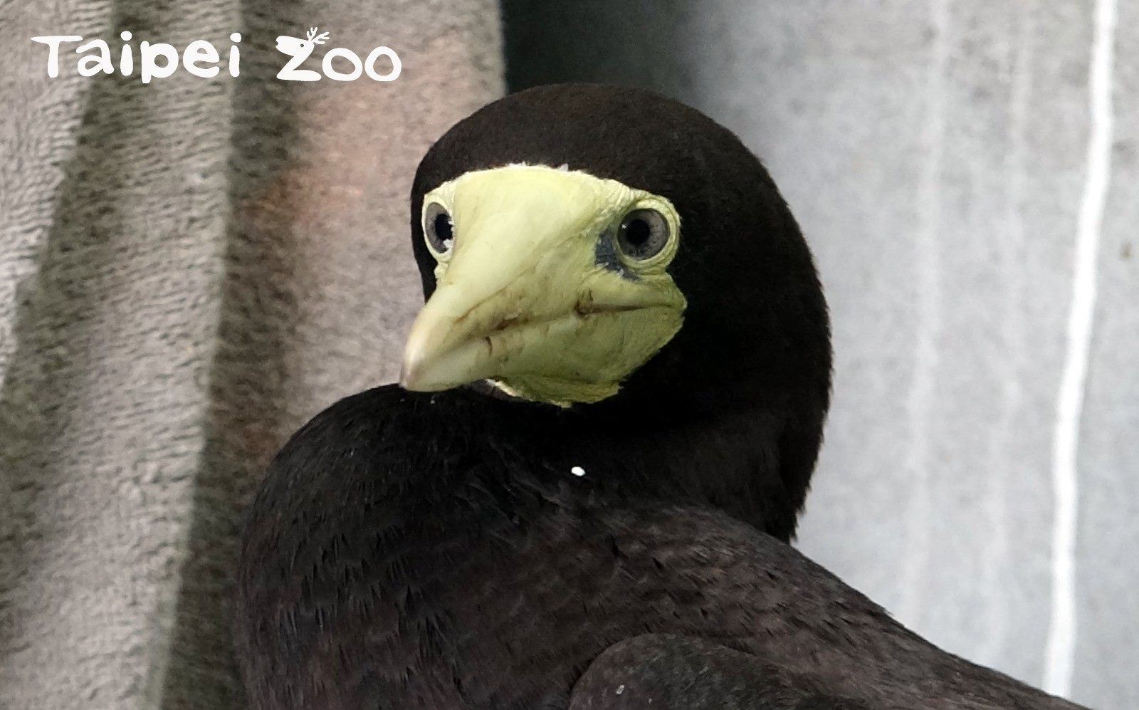 白腹鰹鳥「妹妹頭」：謝謝大家的幫忙，我會好好照顧自己的！