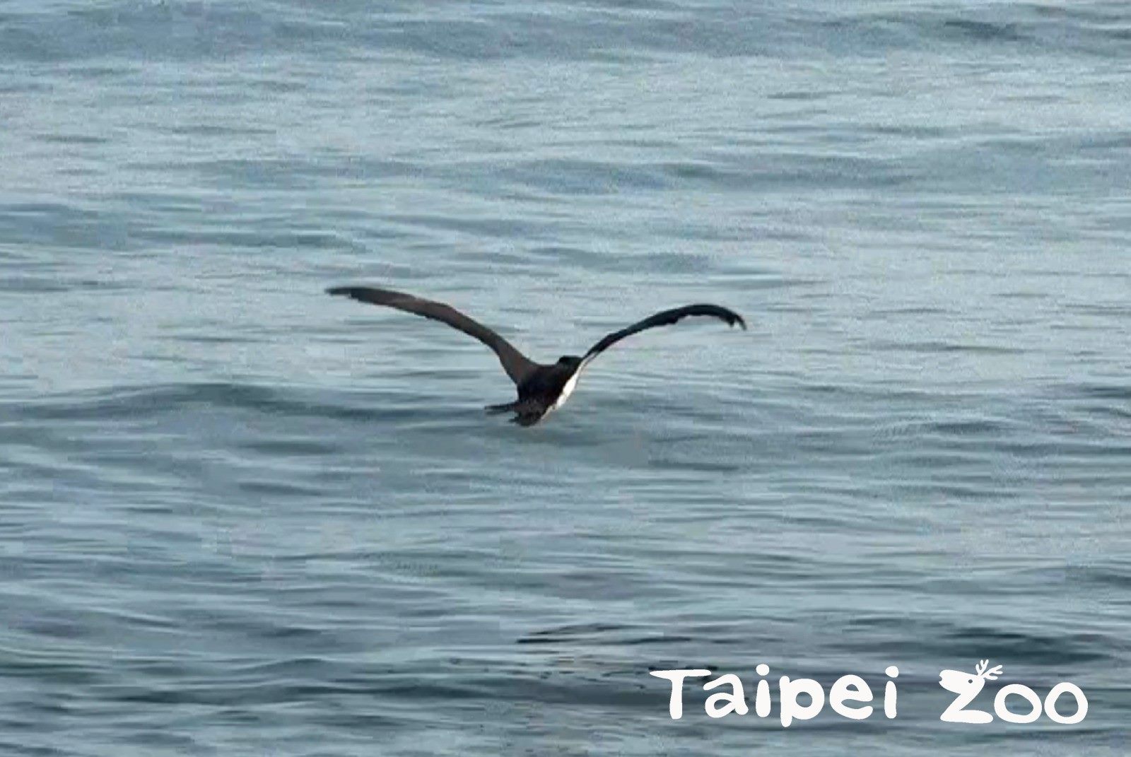 白腹鰹鳥順利野放〜救傷獸醫為牠開心