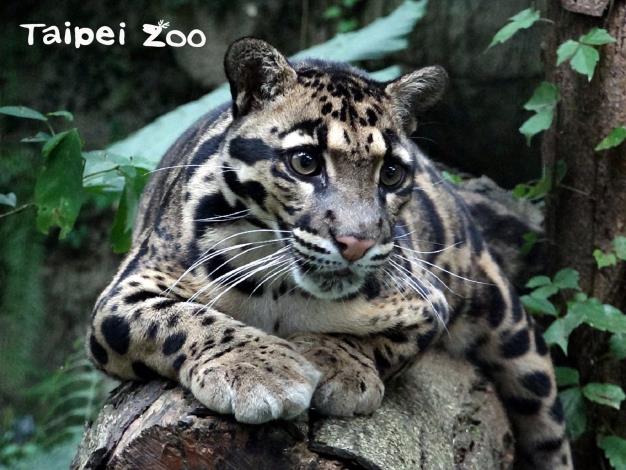 下次在離開動物園前，不妨到雲豹的戶外活動場前，和「Suki」一起共進晚餐