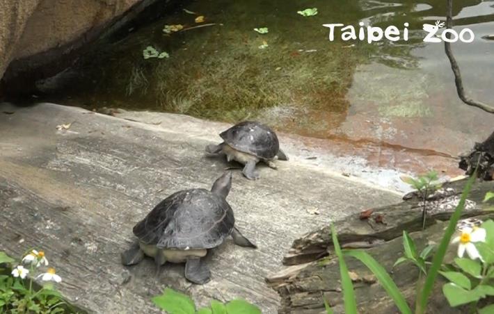 經過一個冬天，每隻西瓜龜都增重了10至20%