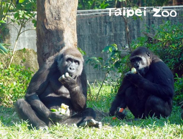 初次接觸「山羌母女檔」的母金剛猩猩「Tayari」和「Iriki」，跟牠們的相處也還算和平