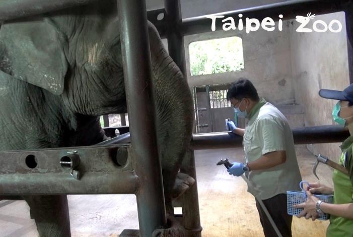 連振曄醫師剛到動物園上班時，跟著前輩觀察、治療大象，既興奮又恐懼