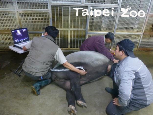 連振曄醫師（右一）表示：「我喜歡動物都是健健康康的」（馬來貘超音波檢查）